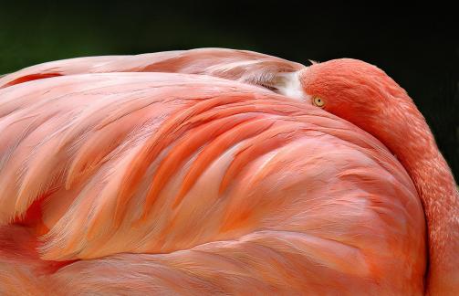 Flamingos Eye