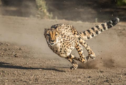 Cheetah In Pursuit 103