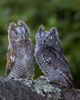 Two Screech-Owls 1614