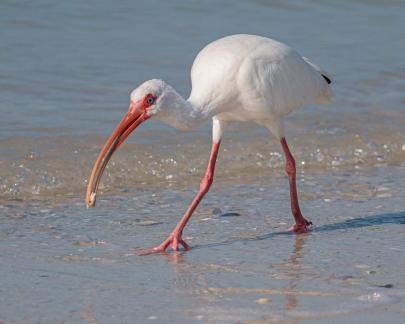 White Ibis with Lunch 6175