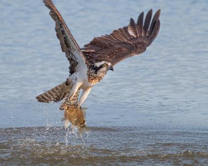Osprey with Big Fish 5825