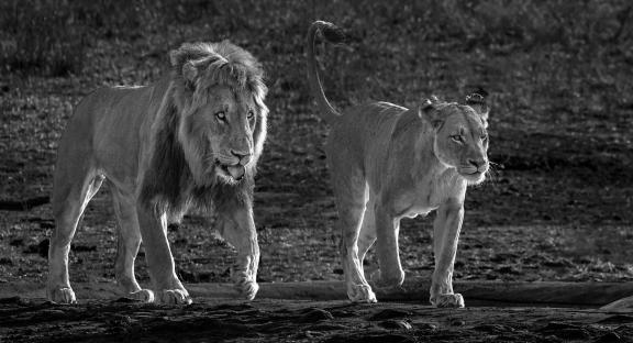 Lion courtship