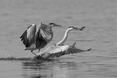 Heron catches loach