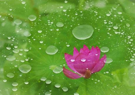 lotus in the rain