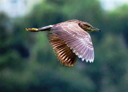 Free Flying Night Heron