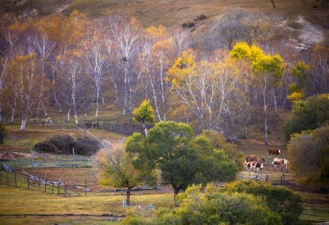Golden Autumn Ranch 22