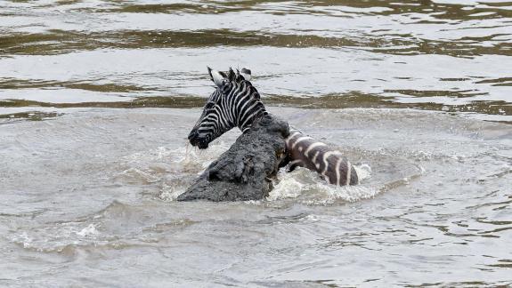 Crocodie Killing 9