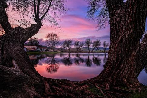 Framing the Tree