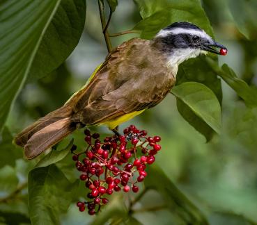 Brown Bird and Red Berries