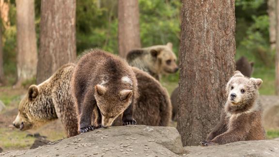 Bear Cub XI
