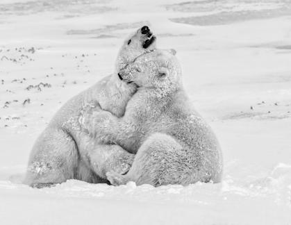 Polar Bear Hug 01