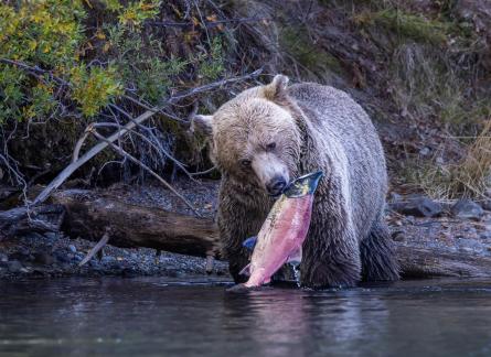 Bear with big catch 74