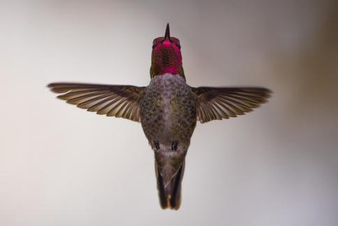 Hummingbird39