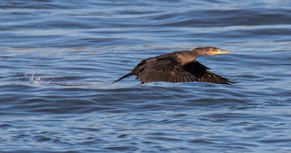 Cormorant takeoff