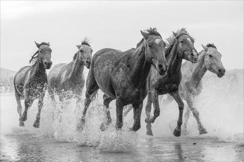 Running Horses 5