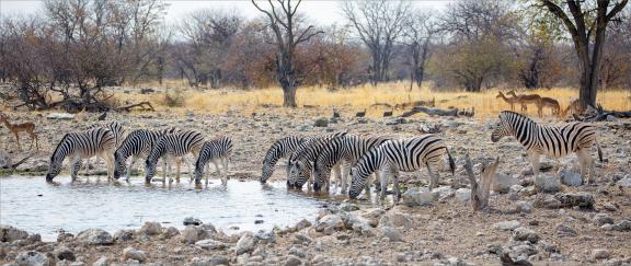 Zebra Drinking Water 2