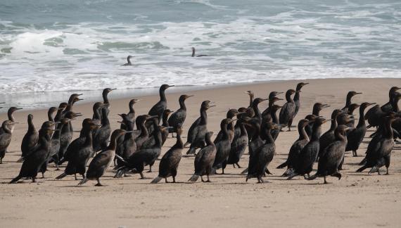 Cormorano ripario