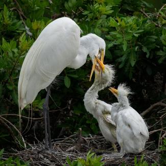 Egret feeding the young