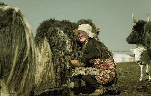 Tibetan girl milking cows