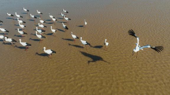 Chinese White Stork