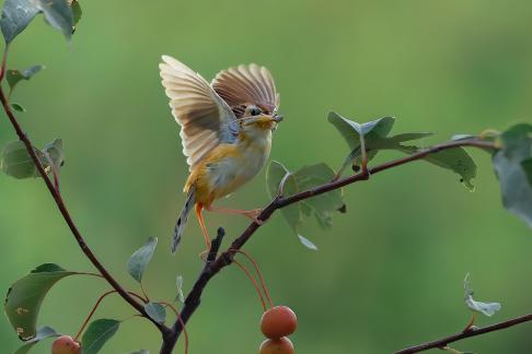 brown fantail warbler 4