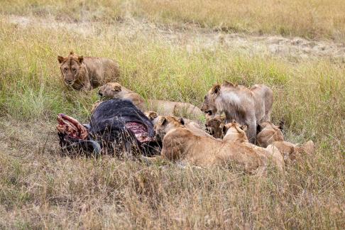 Lions Share Their Prey 3