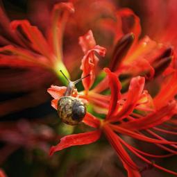 Snail Playing with Lycoris radiata