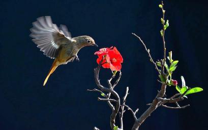 flowers and birds 02