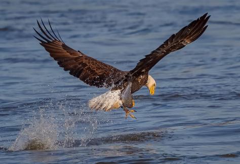 BALD EAGLE WITH FISH