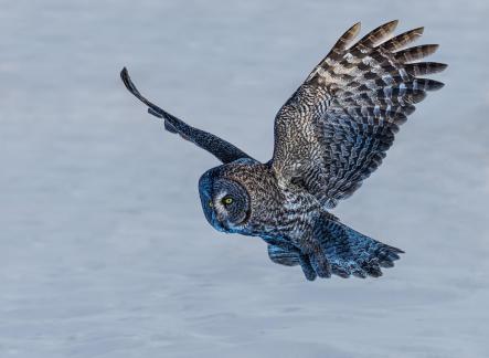 Great Grey Owl Takeoff 20