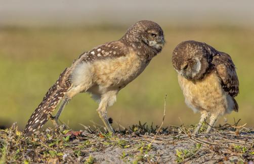 Burrowing Owl siblings 39