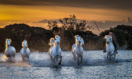 Camargue horses at sunset 25