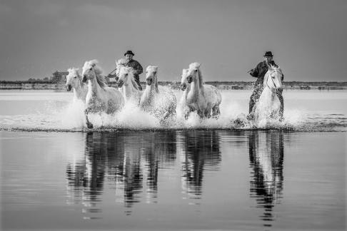 Camargue horses in gallop 20