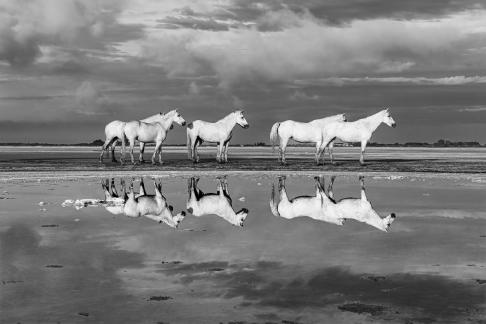 Reflet des chevaux 8