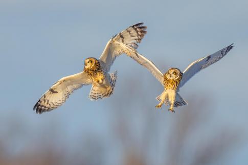 Short Eared Owls in Fighting 17