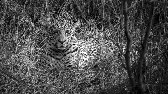 Leopard Hiding in Plain Sight