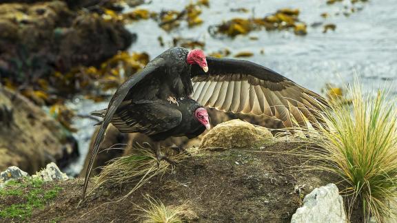 Turkey Vulture Mounting Mate