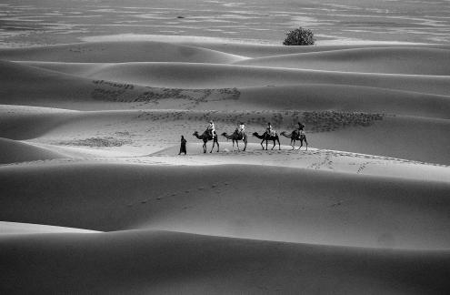 Camels Morocco