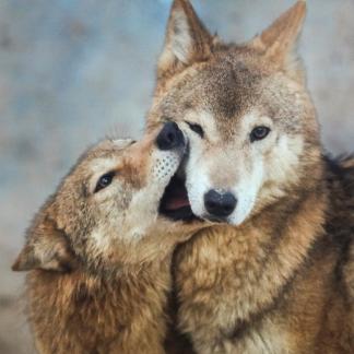 The wolf is also gentle 2