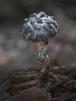 Old Man Mushroom