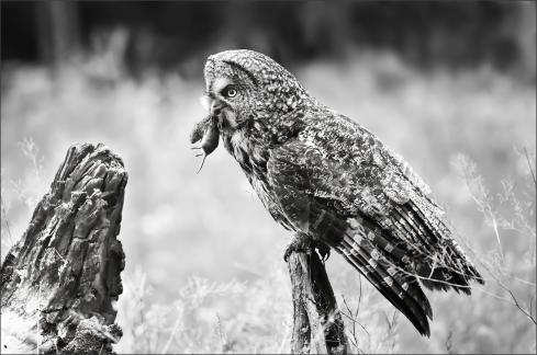 Great Gray Owl with Mice