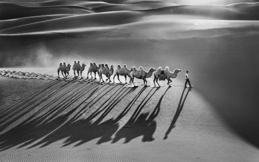 Camel and Shadow
