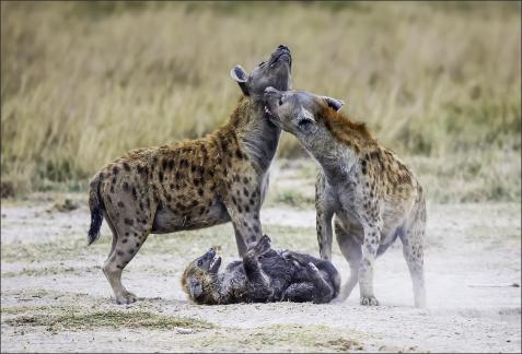 Hyena Bite on Zebra