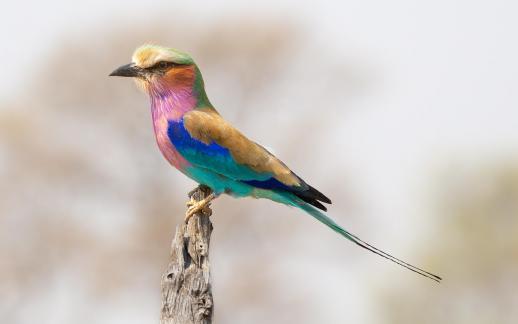 Lilac crested roller