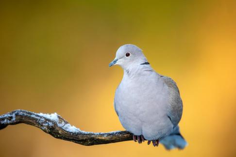 Collared-dove