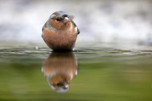 Finch in water