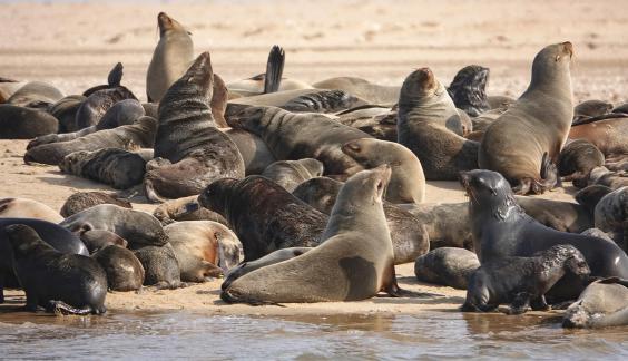 Cape fur seals_2