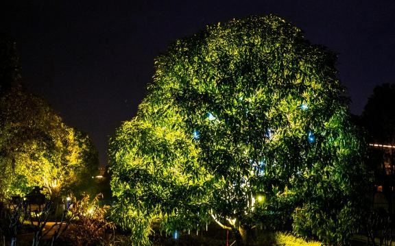 A glowing tree