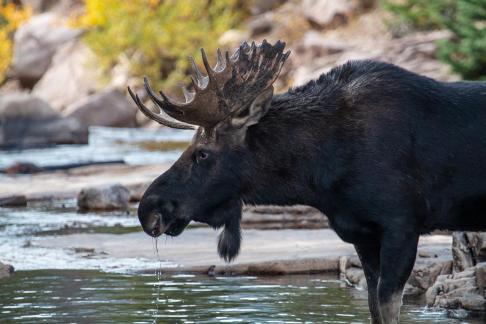Moose with Water Drops 9518