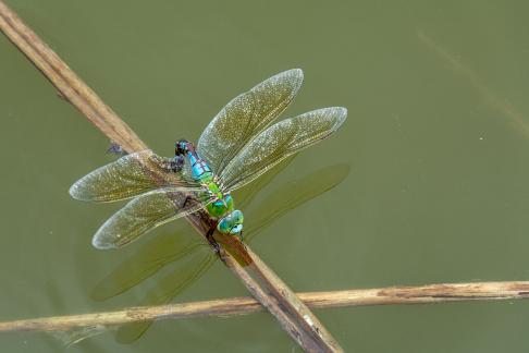 Dragonfly laying eggs 2